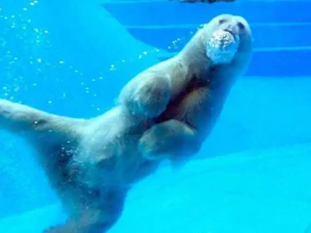 Fuerte calor mató a oso polar del zoológico de Buenos Aires