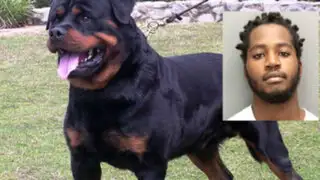 Insólito: hombre mordió a un perro Rottweiler en Estados Unidos