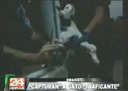 Brasil: capturan a gato que era cómplice para fugar de penal