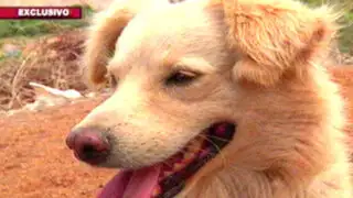 Rescatando al can chiribaya: la insólita historia detrás del ‘perro chusco’