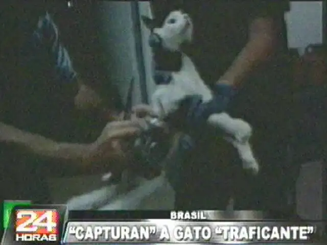 Brasil: capturan a gato que era cómplice para fugar de penal