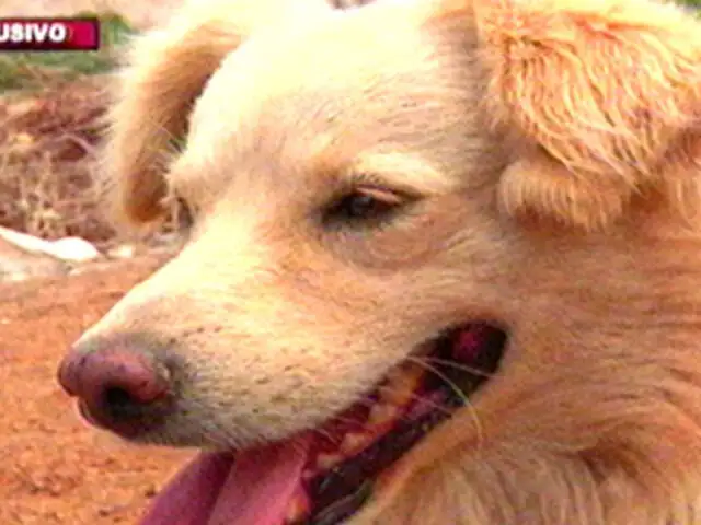 Rescatando al can chiribaya: la insólita historia detrás del ‘perro chusco’