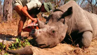 Caza indiscriminada a punto de exterminar rinocerontes en India