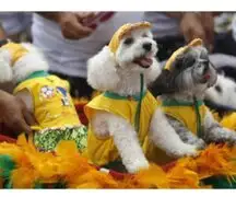 Brasil: Expectativa por el inicio del carnaval fue expresada con canes