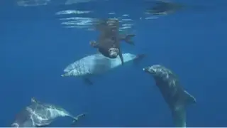 Video: delfines salvan de morir a foca atrapada en corriente marina