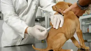 Atención veterinaria gratuita en Parque de la Reserva por 'Día de la Mascota'