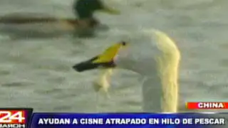 China: cisne atrapado por hilos de pescar fue rescatado entre aplausos