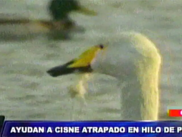 China: cisne atrapado por hilos de pescar fue rescatado entre aplausos