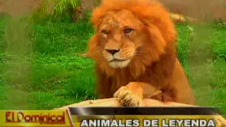 Animales de Leyenda: escape del estrés de la ciudad en este maravilloso parque