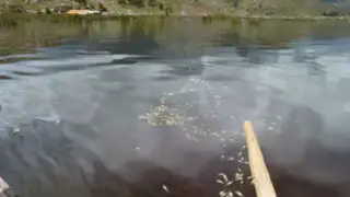 Puno: muere una tonelada de peces en el lago Titicaca