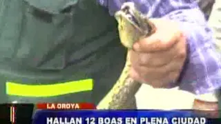 Junín: operativo detuvo tráfico ilegal de reptiles hacia Lima