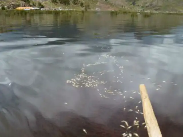 Puno: muere una tonelada de peces en el lago Titicaca