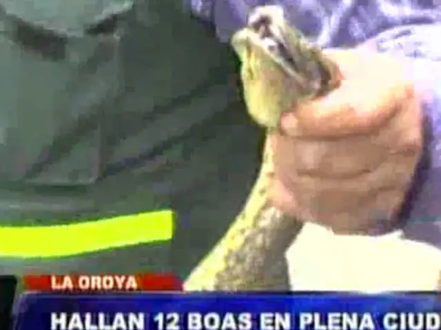 Junín: operativo detuvo tráfico ilegal de reptiles hacia Lima