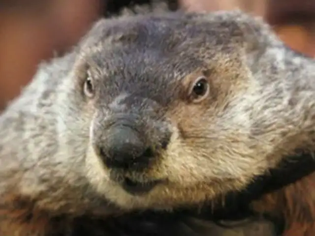 Piden pena de muerte para marmota que pronosticó mal el clima