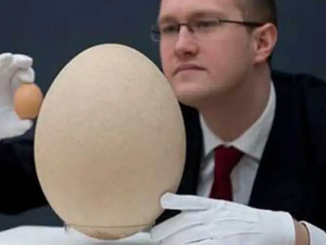 Reino Unido: Christie's subastará el huevo fosilizado de un ave elefante