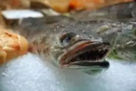 Mercados y terminales pesqueros no respetan la veda de merluza