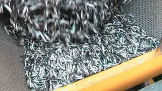 Continúa la polémica por la pesca de Anchoveta