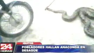 Iquitos: anaconda sorprende a gasfitero que intentaba arreglar desagüe