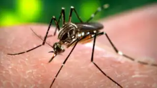 Chikungunya: Ministerio de Salud confirmó quinto y sexto caso importados en Perú