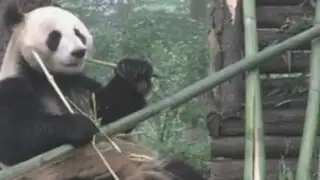 China: imágenes captan a Panda que entra en pánico durante terremoto