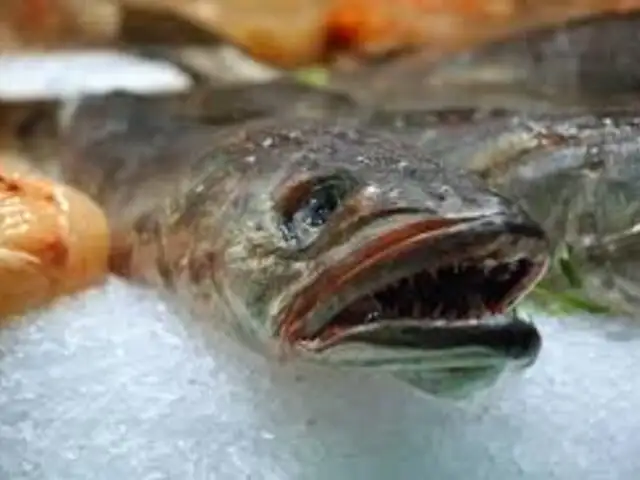 Mercados y terminales pesqueros no respetan la veda de merluza
