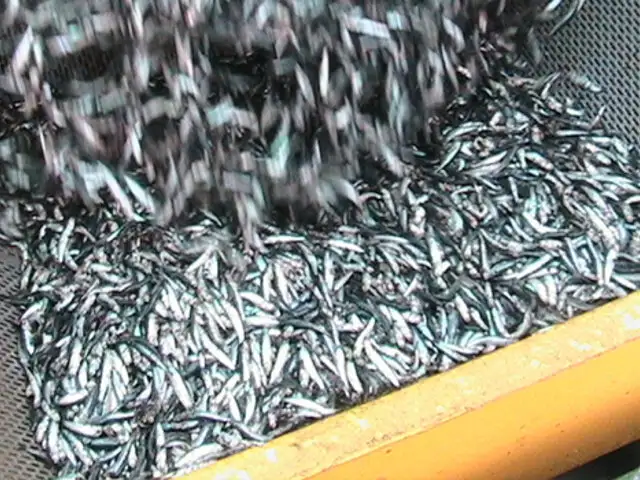 Declaran inconstitucional decreto 005 sobre pesca industrial de anchoveta