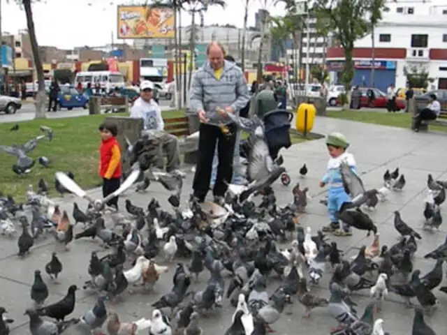 Proliferación de palomas en Lima sigue siendo un peligro para la salud