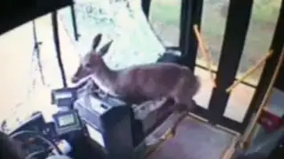EEUU: ciervo fue atropellado en carretera y acabó dentro de autobús
