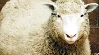 EEUU: clonan células madre humanas con técnica usada en la oveja Dolly