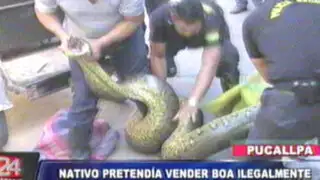 Pucallpa: traficante de animales intentaba vender gigantesca boa en 400 soles