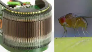 Inventan primer ojo artificial inspirado en la mosca drosophila