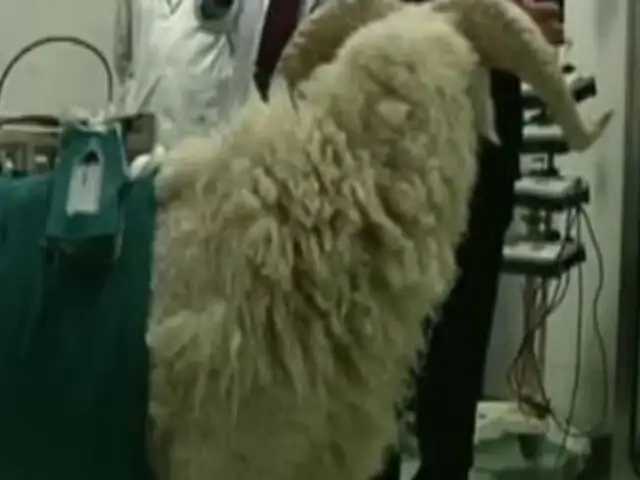 China: cabra se mantiene con vida gracias a corazón artificial