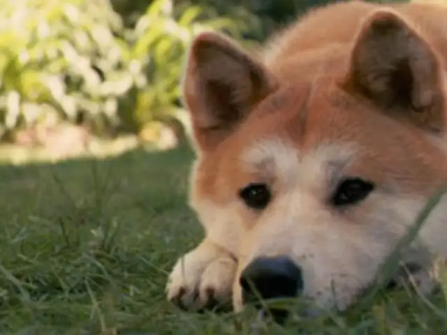 Perros fieles: historias de mascotas que nunca abandonaron a sus dueños