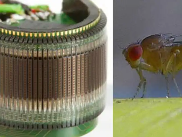 Inventan primer ojo artificial inspirado en la mosca drosophila