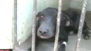 Piura: descubren fosa con 17 perros sacrificados por estudiantes de medicina