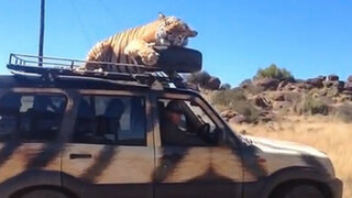 Sudáfrica: un tigre se queda dormido sobre auto de turistas