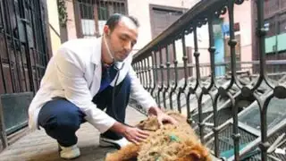 Veterinarios peruanos ofrecen 'seguro de salud' para perros y gatos