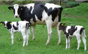 Vacas Inteligentes: animales obedecen al ser llamados por sus nombres