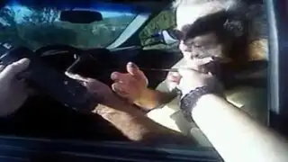 EEUU: mono muerde a policía cuando le ponía una multa a un auto