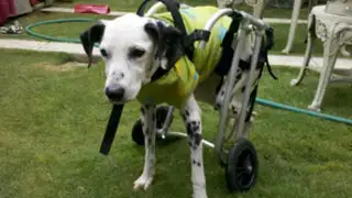 Perros discapacitados del refugio ‘El Milagro’ luchan por tener un hogar