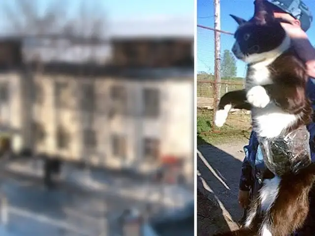 Rusia: ‘detienen’ a gato que intentaba ingresar celulares a una cárcel