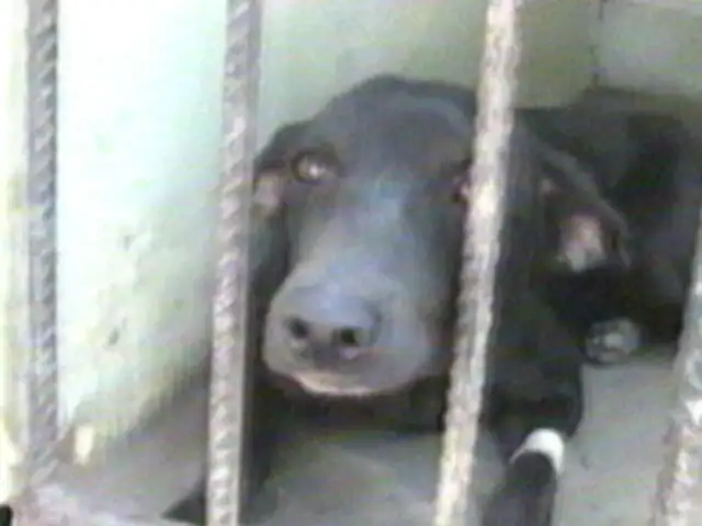 Piura: descubren fosa con 17 perros sacrificados por estudiantes de medicina