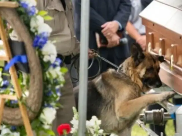 Perro policía conmovió a miles al llorar en entierro de su amo asesinado