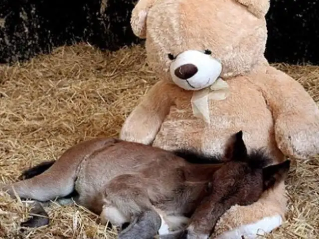 Reino Unido: Potrillo huérfano adopta a oso de peluche como su madre