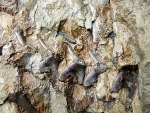 España: roban fósil de dinosaurio de unos 70 millones de años
