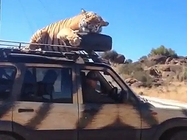 Sudáfrica: un tigre se queda dormido sobre auto de turistas