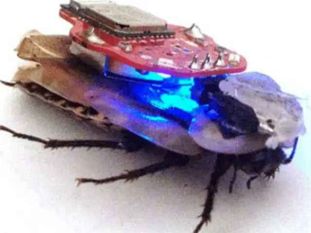 Reino Unido: presentan una ‘cucaracha cyborg’ para enseñar neurociencia