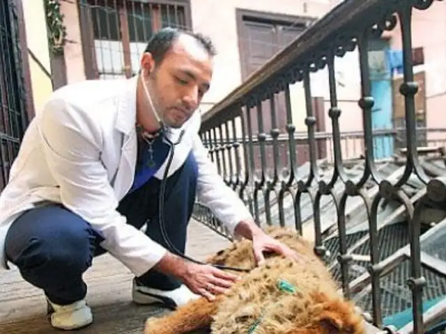 Veterinarios peruanos ofrecen 'seguro de salud' para perros y gatos