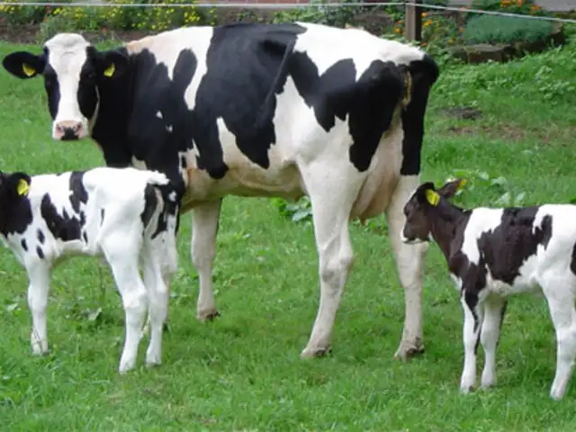 Vacas Inteligentes: animales obedecen al ser llamados por sus nombres