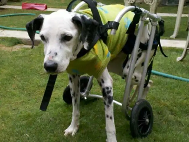 Perros discapacitados del refugio ‘El Milagro’ luchan por tener un hogar